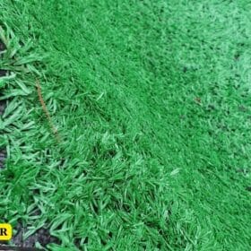 Cỏ nhân tạo 1.5cm giá rẻ