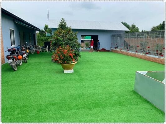 Thảm cỏ nhân tạo 1cm trải sàn