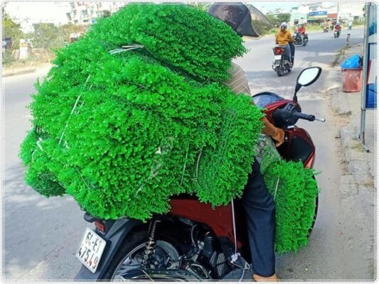 Cung cấp sỉ tấm cỏ tai chuột