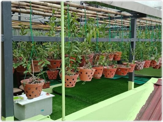 Cỏ nhân tạo vườn lan