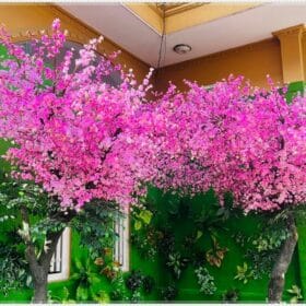 Trang trí tường bằng các loại cây hoa