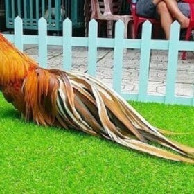 Thảm cỏ 1cm sử dụng cho bội gà, lót cho thú cưng