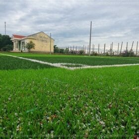 Hoàn thiện sân bóng cỏ nhân tạo