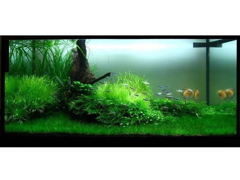 Cỏ nhân tạo, cỏ giả làm bể cá thêm xanh