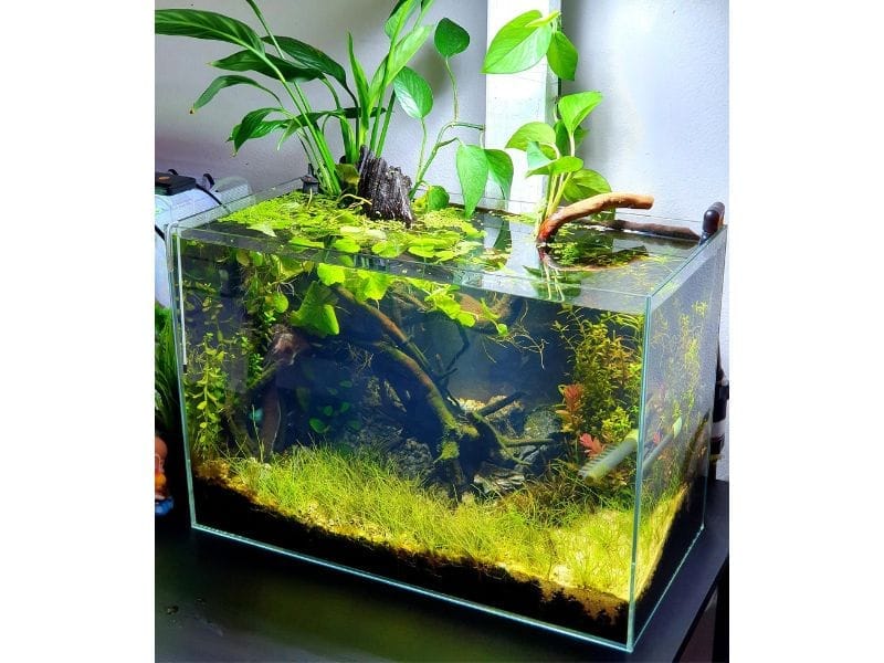 Cỏ giả kết hợp cỏ thật