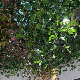 Trần nhà trang trí bằng các dây leo