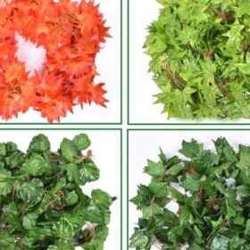 Các loại dây leo trang trí