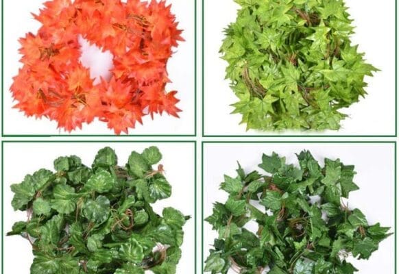 Các loại dây leo trang trí