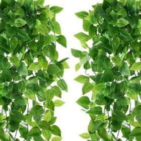 Các loại cây leo