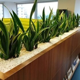 Các bồn cây lưỡi hổ