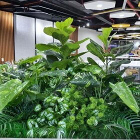 Các loại cây đẹp mắt