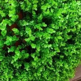 Thảm cỏ nhân tạo tai chuột