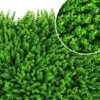 Cỏ tai chuột trang trí đẹp mắt