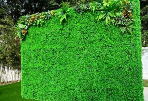 Cỏ tai chuột trang trí đẹp mắt
