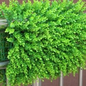 Tấm cỏ tai chuột