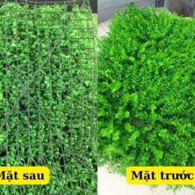 Tấm cỏ tai chuột là gì?