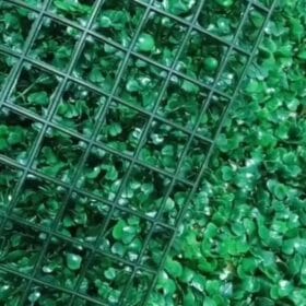 Mặt sau của tấm cải Xoong