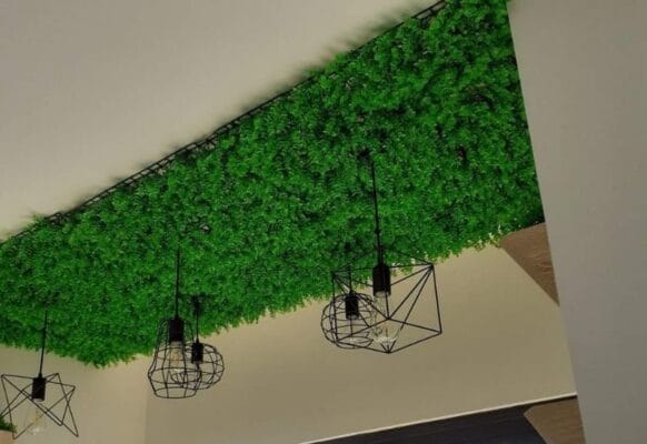 Cỏ tai chuột trang trí trần nhà