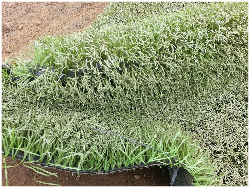 Cỏ nhân tạo thanh lý Phú Yên