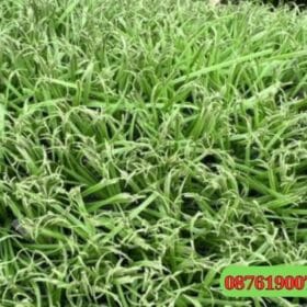 Chất lượng thảm cỏ nhân tạo thanh lý
