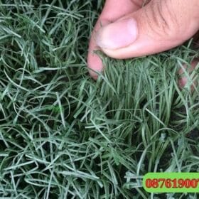 Thảm cỏ nhân tạo sân bóng đá thanh lý