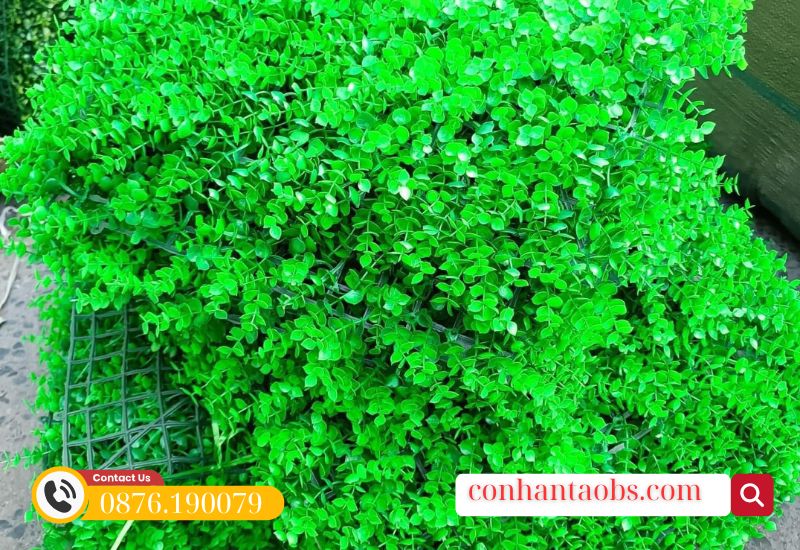 Cỏ nhựa tai chuột xanh non