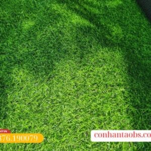 Mặt cỏ xanh đều màu