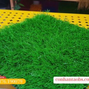 Mặt cỏ đồng đều màu