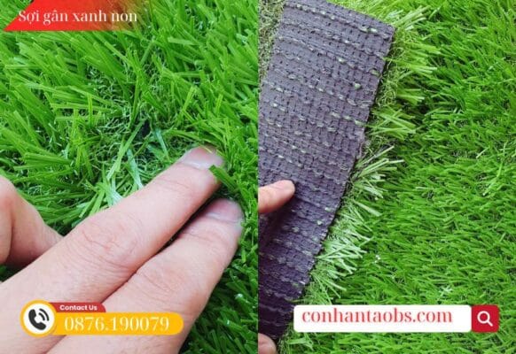 Cỏ sợi gân chắc chắn